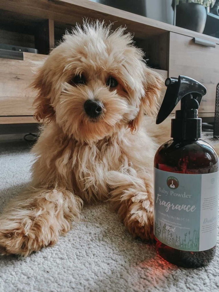 Baby Powder Dog Fragrance